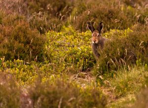 hare in heather